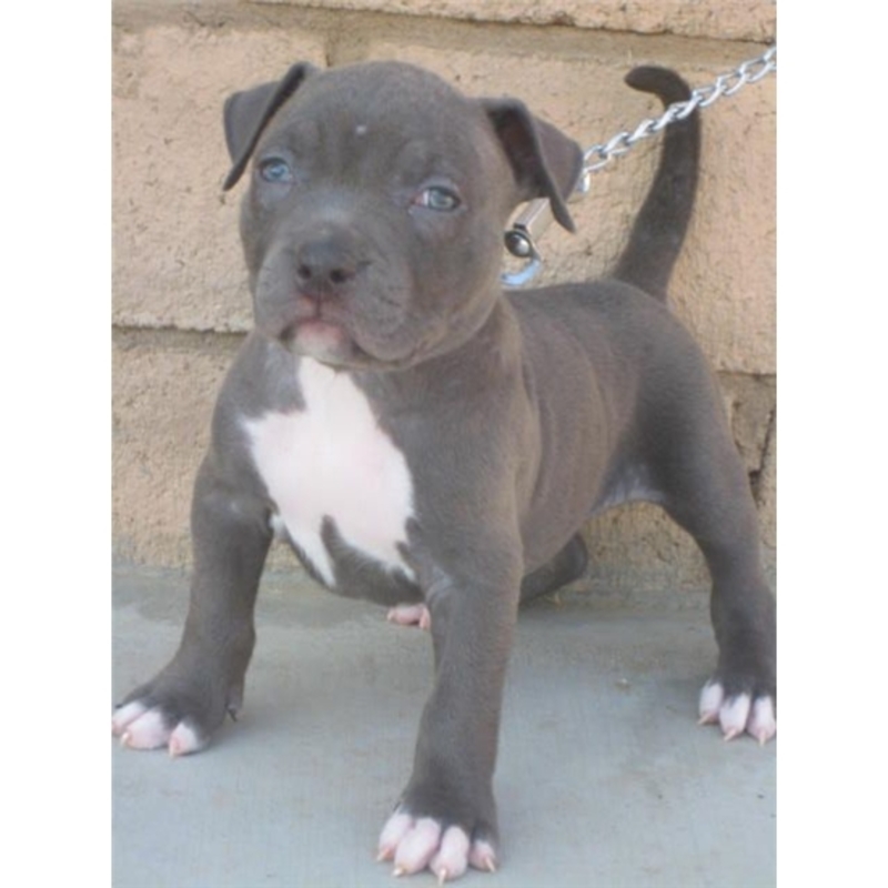 American Pit Bull Welpen Blueline Blue line | PostAds.ph
