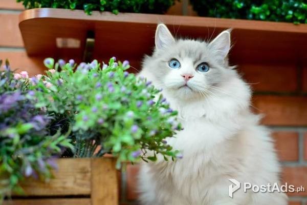 ragdoll kittens available now
