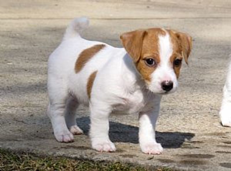 Beautiful males and female jack russell terrier puppies PostAds.ph