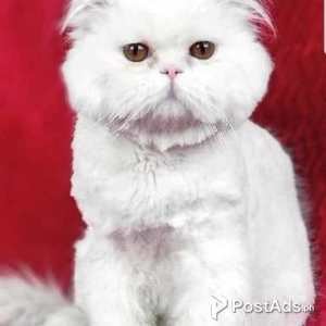 persians for sale near me