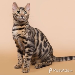 exotic cats for sale
