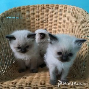ragdoll kittens available now