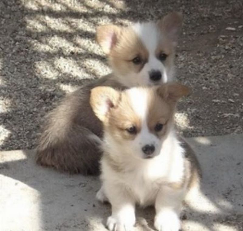 PUPPIES FOR SALE PostAds.ph