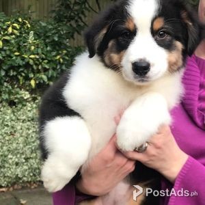 looking for australian shepherd puppies
