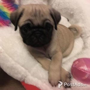 pugs for cheap
