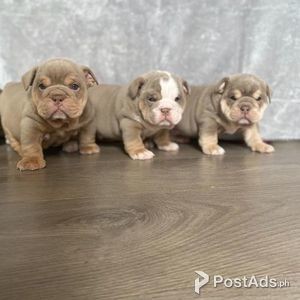 purebred english bulldog puppies for sale