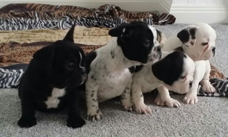 french bulldog vet specialist