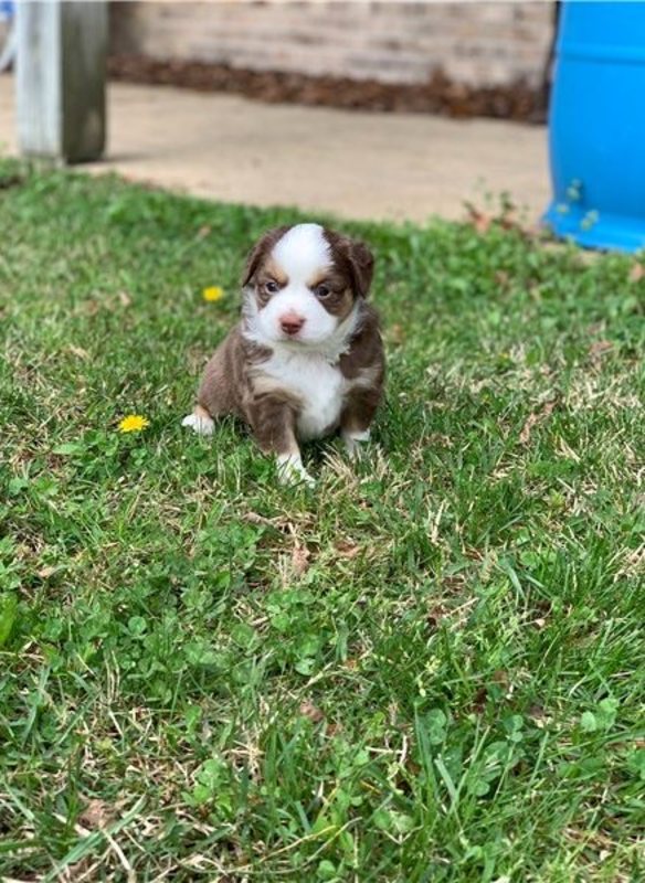 looking for australian shepherd puppies