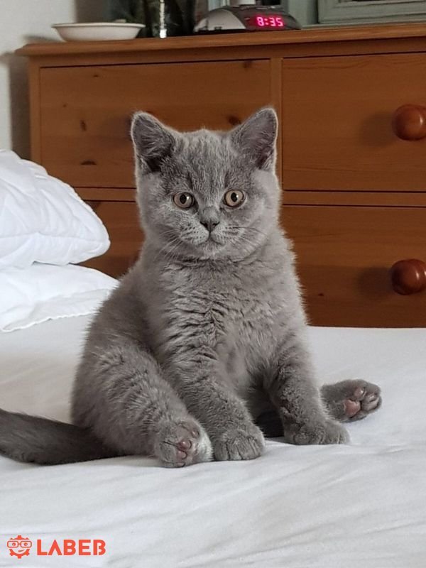 British shorthair kitten for rehoming PostAds.ph