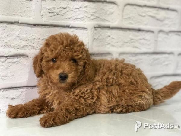 toy poodles for sale in west plains mo