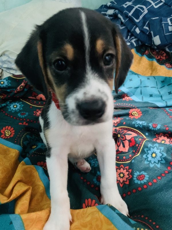 Quality Beagle puppy PostAds.ph