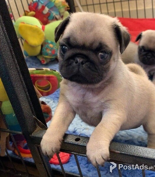 Sweet pug puppy for sale PostAds.ph