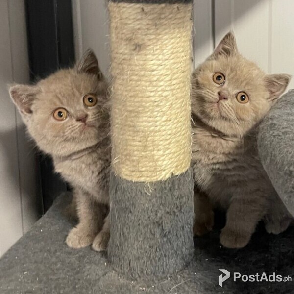 home trained shorthair kittens PostAds.ph