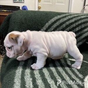 English Bulldog Dogs In Philippines Postads Ph