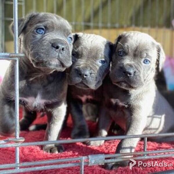 Adorable cane corso puppies for sale PostAds.ph