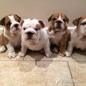 English Bulldog Dogs In Philippines Postads Ph
