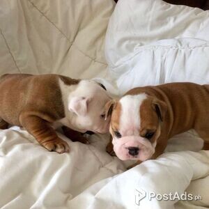 English Bulldog Dogs In Philippines Postads Ph