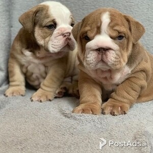 English Bulldog Dogs In Philippines Postads Ph