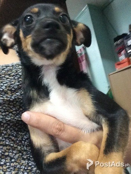 japanese spitz x mini pinscher