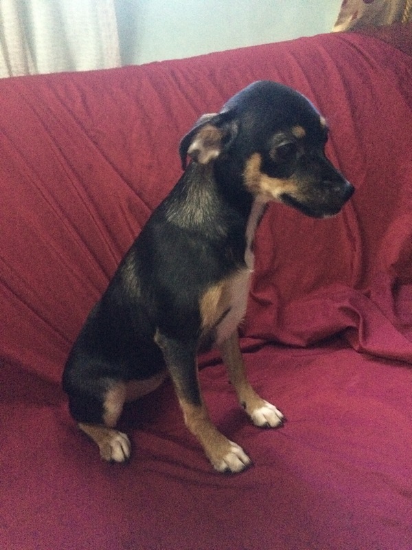 japanese spitz x mini pinscher