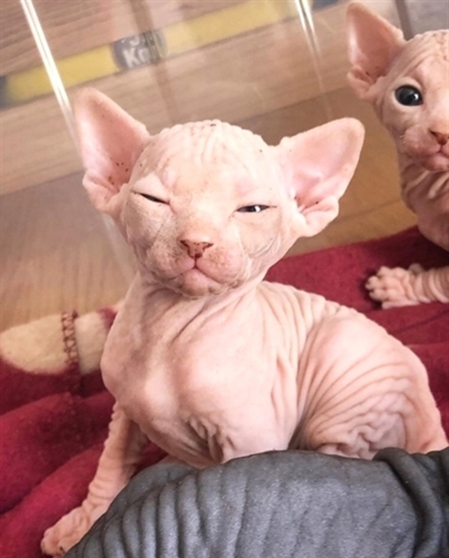 Sphynx Kittens Available sabine australyn PostAds.ph