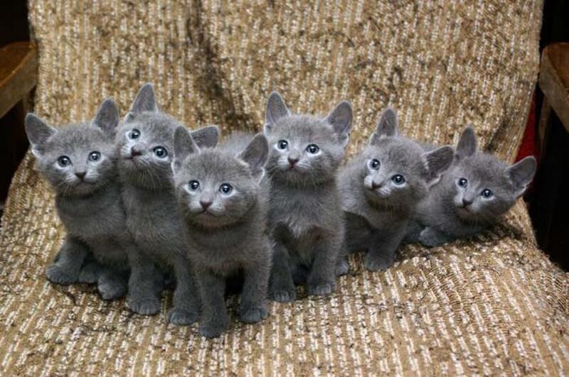 Blue Russian kittens for sale PostAds.ph