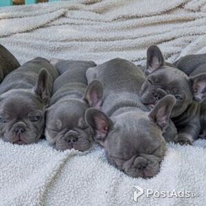 French Bulldog Dogs In Philippines Postads Ph French Bulldog Dogs In Philippines Postads Ph