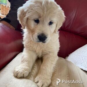 Gold Animals Pets Dogs In The Philippines Postads Ph