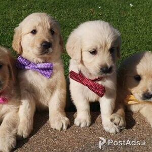 Gold Animals Pets Dogs In The Philippines Postads Ph
