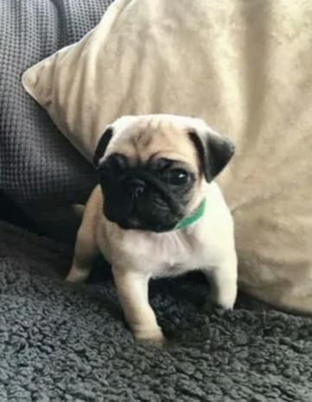 Cute Hd Pug Puppies for sale in Metro Manila Ph [DOGS] (PUG) PostAds.ph