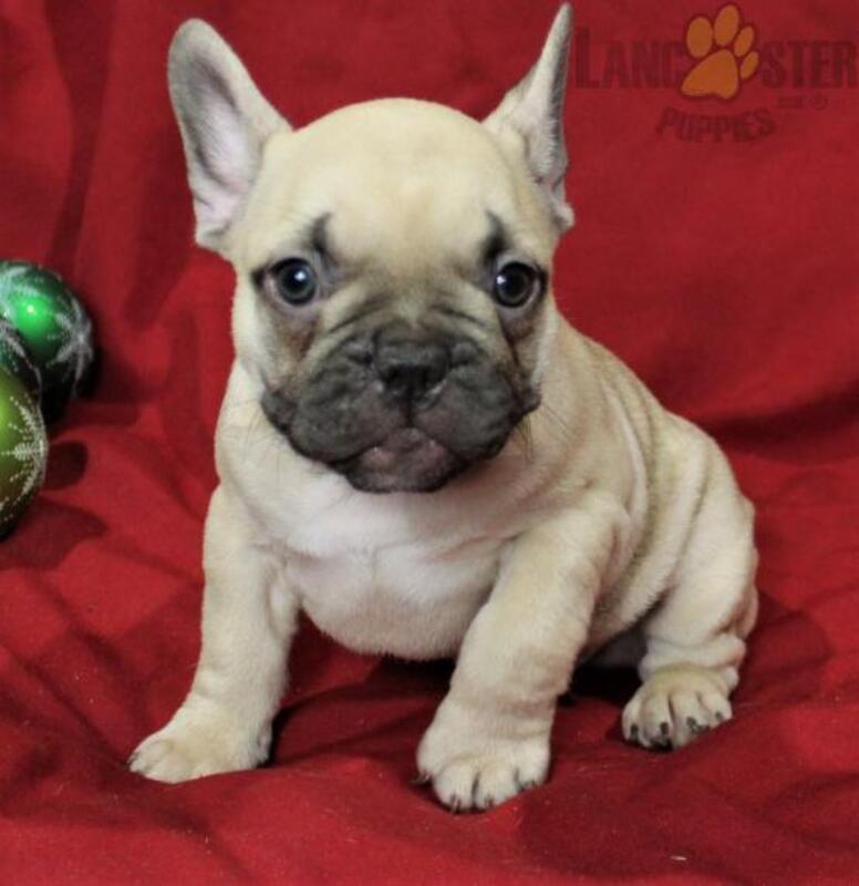 Cute Female (French Bulldog) Puppies for sale in Metro manila [DOGS