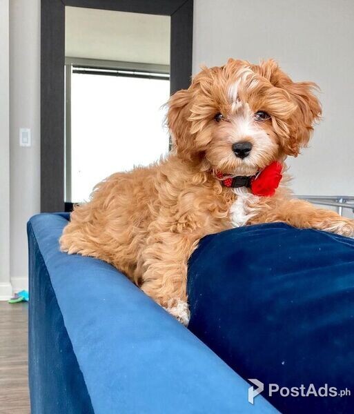 Smart Cavapoo puppies male and female | PostAds.ph