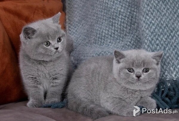 Stunning British short Hair cats | PostAds.ph