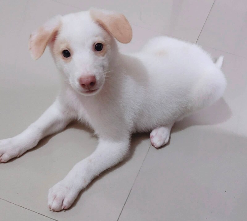 Labrador x Japanese spitz PostAds.ph