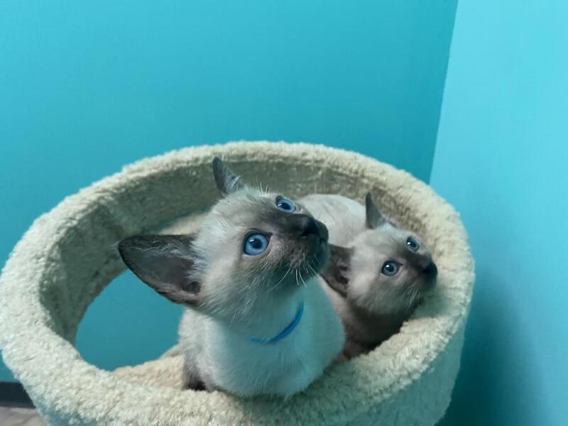 Tonkinese Kittens Louise Ando PostAds ph