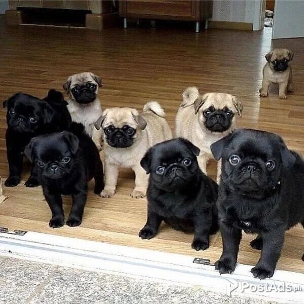 Healthy Pug Pups PostAds.ph