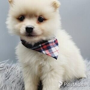Pomeranian Dogs In Philippines Postads Ph