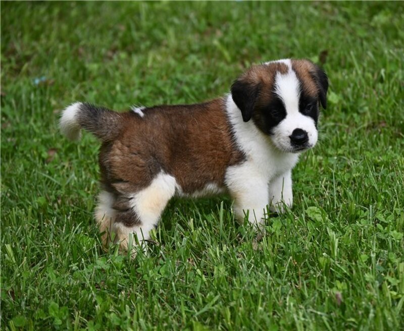 Saint Bernard Puppies Louise Ando PostAds ph