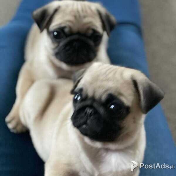 PUG HD Pug Puppies [ Pug Puppy ] for sale in Metro Manila Ph [DOGS