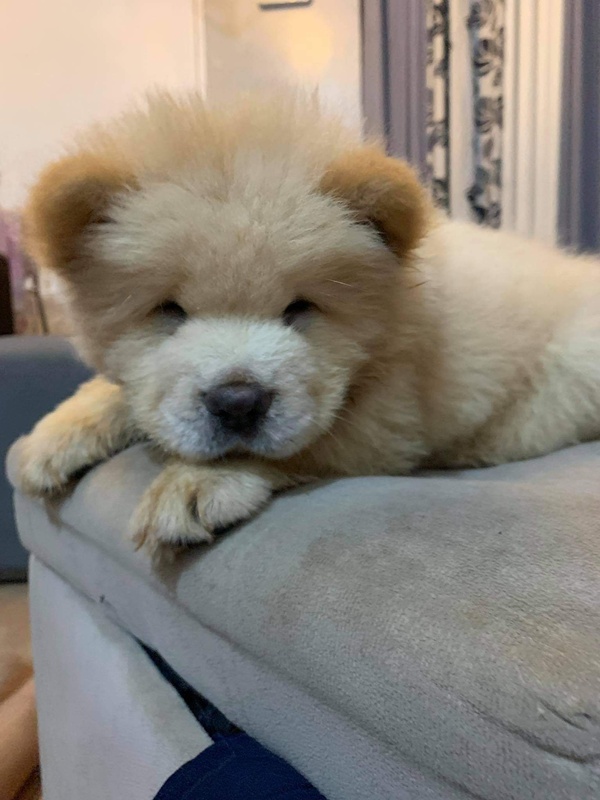Chow Chow Puppies HD Bear [Chow Chow] Puppies for sale Metro Manila