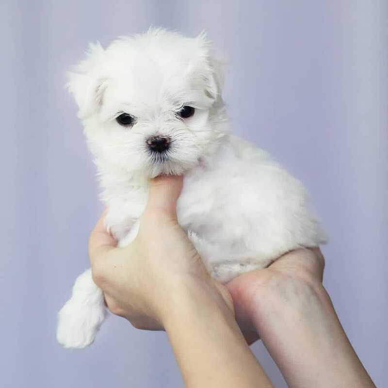 Teacup Maltese puppies Fabian Gaza PostAds.ph