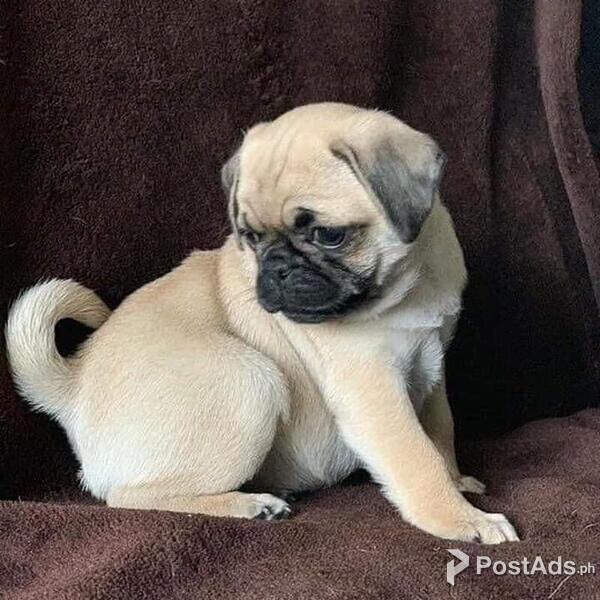 PH MALE/FEMALE PUG PUPPIES FOR SALE [DOGS] METRO MANILA [PUG PUPPY