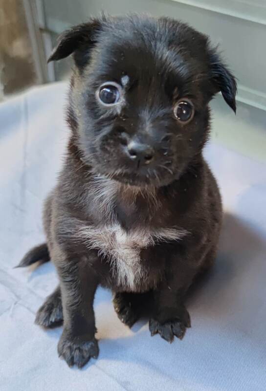 Japanese Spitz X Shih Tzu Camille Quiñones PostAds.ph