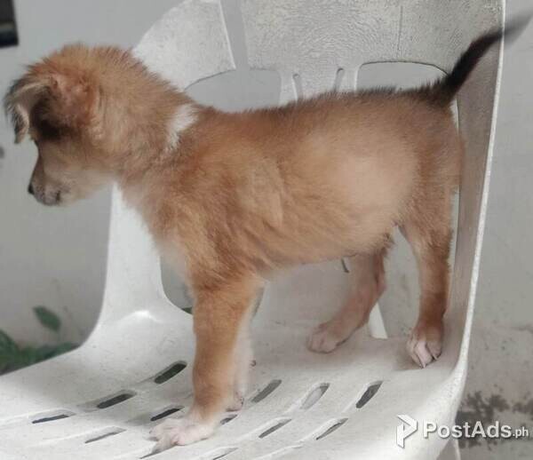 Japanese spitz x Mini pinscher PostAds.ph