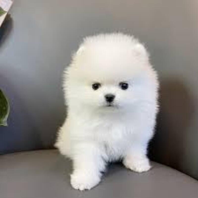 TEACUP POMERANIAN METRO MANILA 09457024296 PostAds.ph