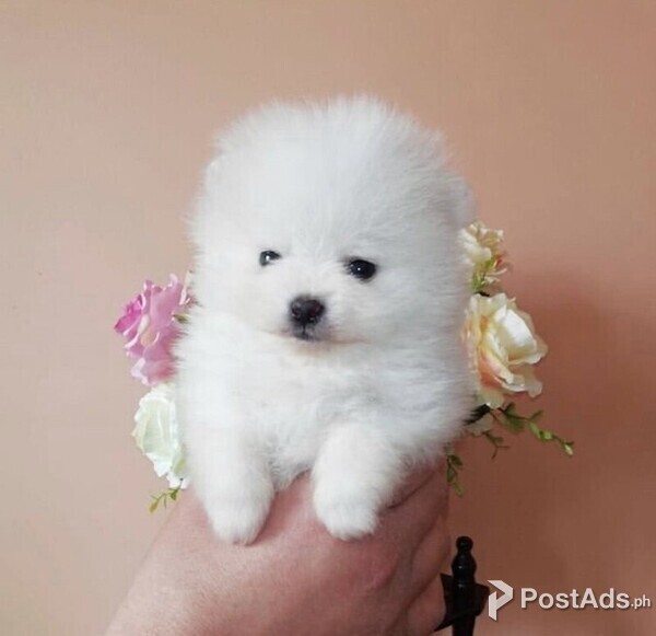 TEACUP POMERANIAN METRO MANILA 09457024296 PostAds.ph