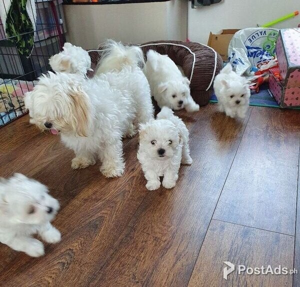 Teacup Maltese Puppies for Sale Jeniffer Mel PostAds.ph