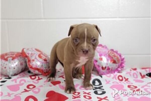 American Extreme Bully Puppies Finding A Healthy Pup - dldsiv9