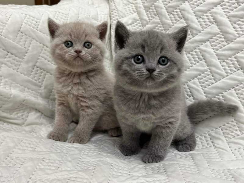 Potty trained male and female British Shorthair Kittens for sale
