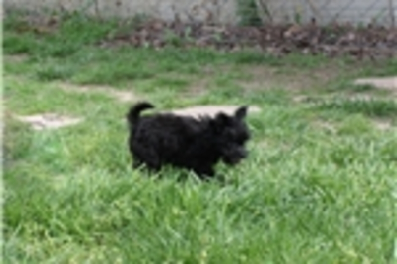 We have 4 gorgeous Papoo/ for sale. 2 girls and 2 boys. | PostAds.ph